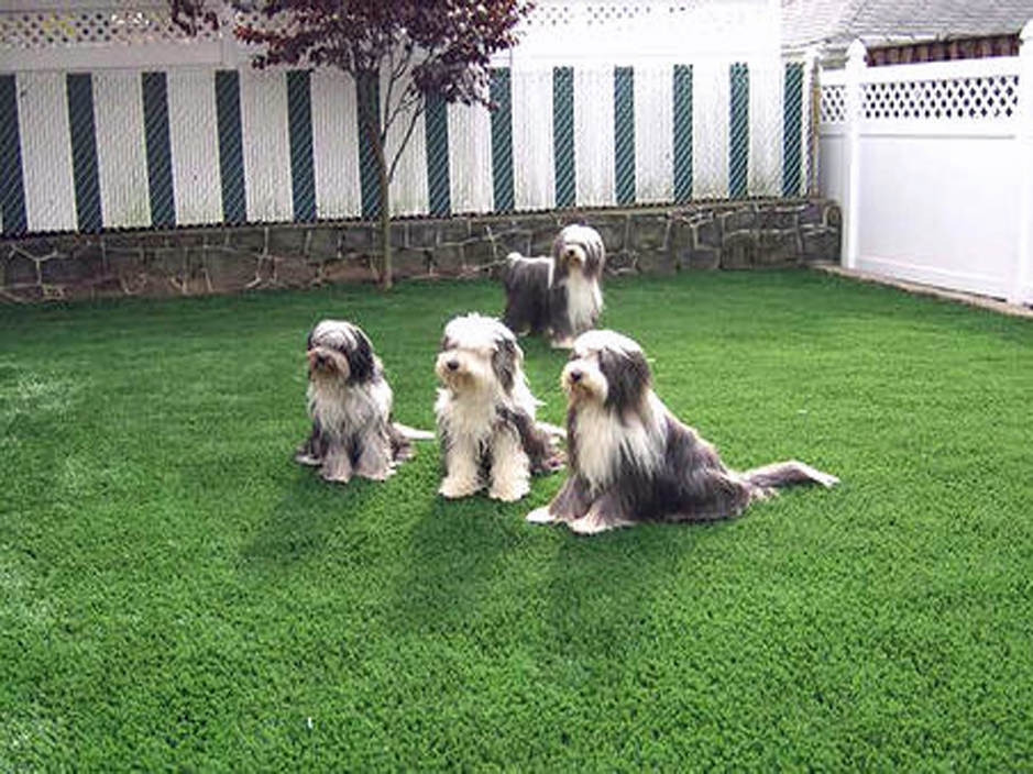 Outdoor Carpet Rosita North Texas Landscape Ideas Backyard