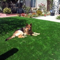 Artificial Turf Cost El Cenizo, Texas Indoor Dog Park, Grass for Dogs