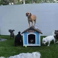 Fake Grass Colleyville, Texas Pet Turf, Dogs