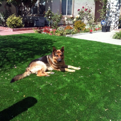 Artificial Grass in El Cenizo, Texas