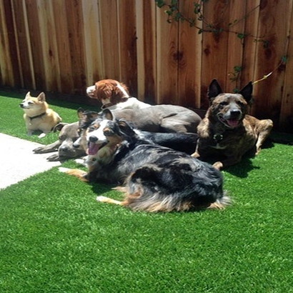 Artificial Turf Installation Del Rio, Texas Hotel For Dogs, Backyard Ideas