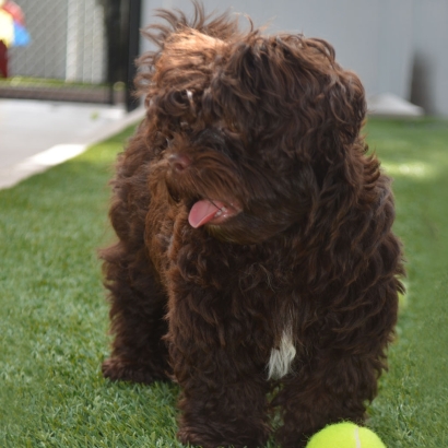 Synthetic Grass in Clint, Texas