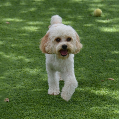 Artificial Turf in Lincoln Park, Texas