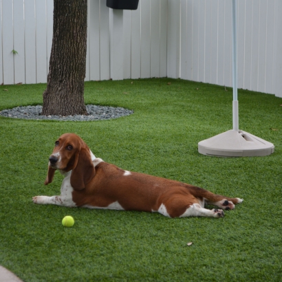 Grass Turf West Odessa, Texas Hotel For Dogs, Dogs Runs