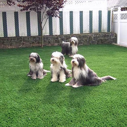 Fake Grass & Putting Greens in Las Colonias, Texas