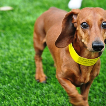 Synthetic Grass Cost Waxahachie, Texas Artificial Grass For Dogs, Dog Kennels