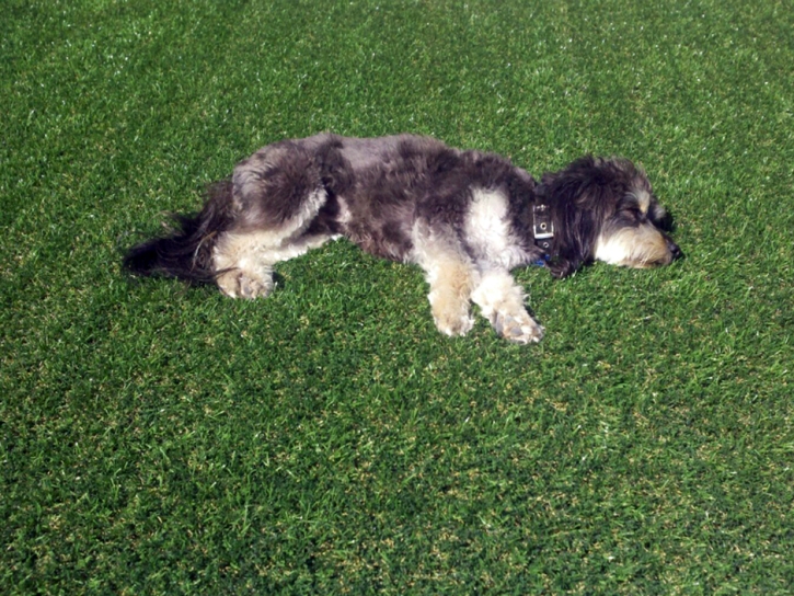 Artificial Grass Installation West Sharyland, Texas Pet Grass, Dogs Park