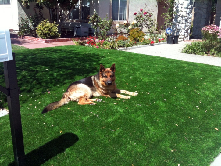 Artificial Turf Cost El Cenizo, Texas Indoor Dog Park, Grass for Dogs