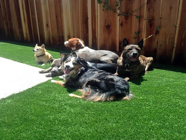 Artificial Turf Installation Del Rio, Texas Hotel For Dogs, Backyard Ideas