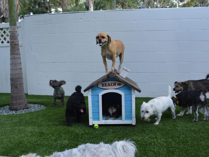 Fake Grass Colleyville, Texas Pet Turf, Dogs