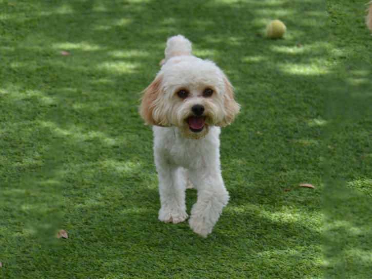 Grass Installation Little Elm, Texas, Grass for Dogs