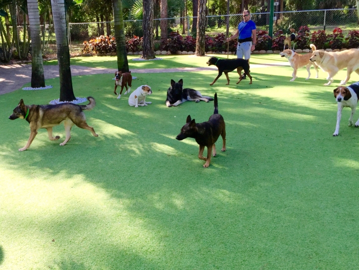 Grass Turf Saginaw, Texas Dogs, Grass for Dogs