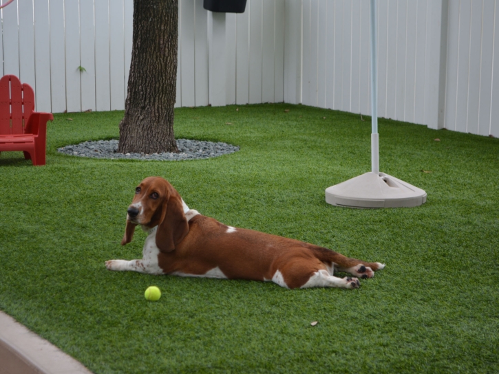 Grass Turf West Odessa, Texas Hotel For Dogs, Dogs Runs