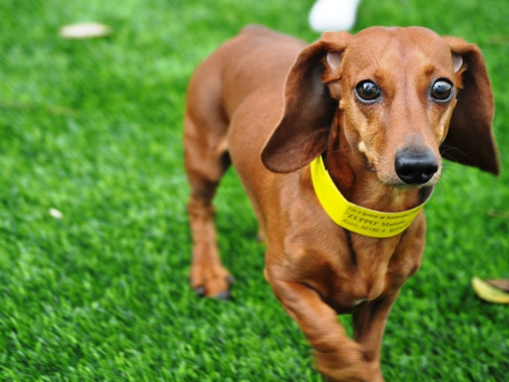 Synthetic Grass Cost Waxahachie, Texas Artificial Grass For Dogs, Dog Kennels